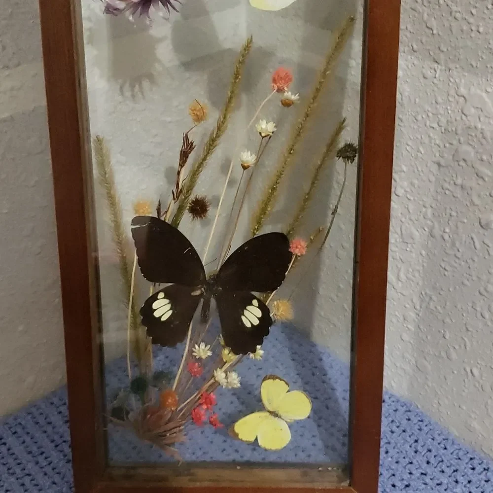 Stunning Butterfly & Dried Flowers Mounted In Shadow Box Framed Wall Art